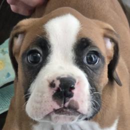 Chubs - Fawn male Boxer puppy in Fleming Island, Florida from Fleming Pups