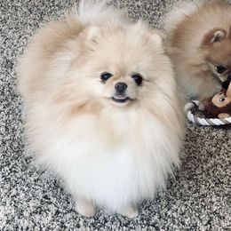 Lily - Pomeranian