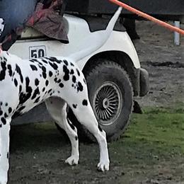 Dalmatians from Gateway Farm Dalmatians