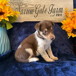 Millie May - White and red female Border Collie puppy in Moody, Texas from Narrow Gate Farm