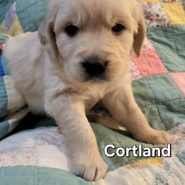 Golden Retriever Puppies from LOMAH Retrievers