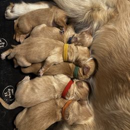 Golden Retriever Puppies from Coyote Creek Farm and Kennel