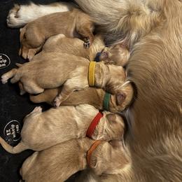 Golden Retriever Puppies from Coyote Creek Farm and Kennel
