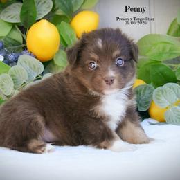 Penny - Red tri-color female Australian Shepherd puppy in Ranger, Texas from Outback Mini Aussies