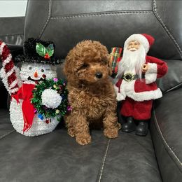 Maggie - Red  female Poodle puppy in Kannapolis, North Carolina from Carolina Great Danes & Toy Poodles
