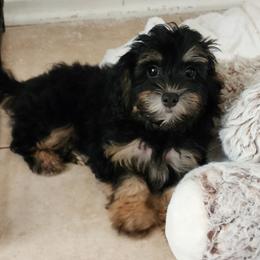 Miss yellow - Black and tan female Havapoo puppy in Cumming, Georgia from Chattahoochee Kennels