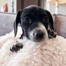 Female 2 - Piebald female Dachshund puppy in Tennessee from Garage Door Kennels
