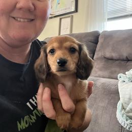 Spoken for - Red female Dachshund puppy in Stuart, Iowa from Johnson Family Corgis and more