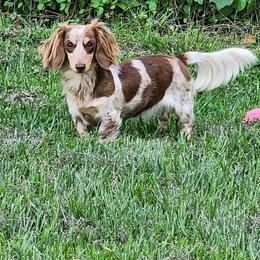 Lala - Dachshund