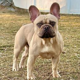 Nala - French Bulldog