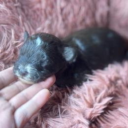 Female 1 - Liver female Miniature Schnauzer puppy in Edinburg, Texas from Forever Schnauzers