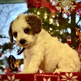 Girl 1 - Blenheim female Cavapoo puppy in Ivins, Utah from Taylia's Cavapoos
