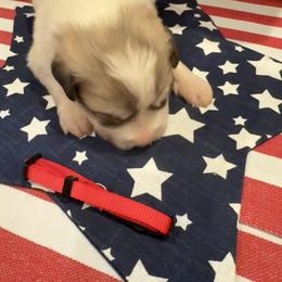 Mr Red - White and badger male Great Pyrenees puppy in Idaho from Portneuf Range Pyrenees