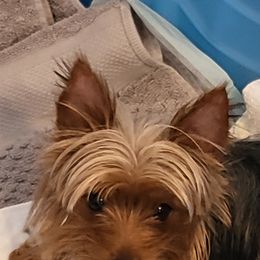 Shih Tzus and Yorkshire Terriers from Bebe AKC Puppies