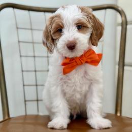 Orange collar BUDDY - Parti male Goldendoodle puppy in Salem, Utah from Aspen Doodles Utah
