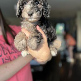 Dachshund, Goldendoodle, and Sheepadoodle Puppies from Doodles & Doxies