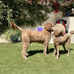 Goldendoodles and Poodles from Whiskey Row Royals