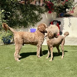 Goldendoodles and Poodles from Whiskey Row Royals