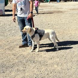 Labrador Retrievers from Joya Family Farm