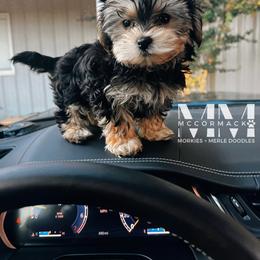 Double Doodle and Morkie Puppies from McCormack Morkies + Merle Doodles