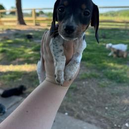 George - Piebald male Dachshund puppy in Mountain Home, Arkansas from Furry Friends Kennel