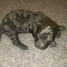 Ember - Black female Sheepadoodle puppy in Columbia, Tennessee from Primrose Cottage Puppies