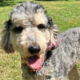 Goldendoodles from The Treasured Puppies Department