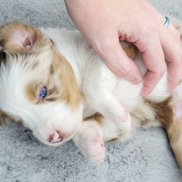 Australian Shepherd Puppies from Happy Aussie Kennels