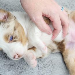 Australian Shepherd Puppies from Happy Aussie Kennels