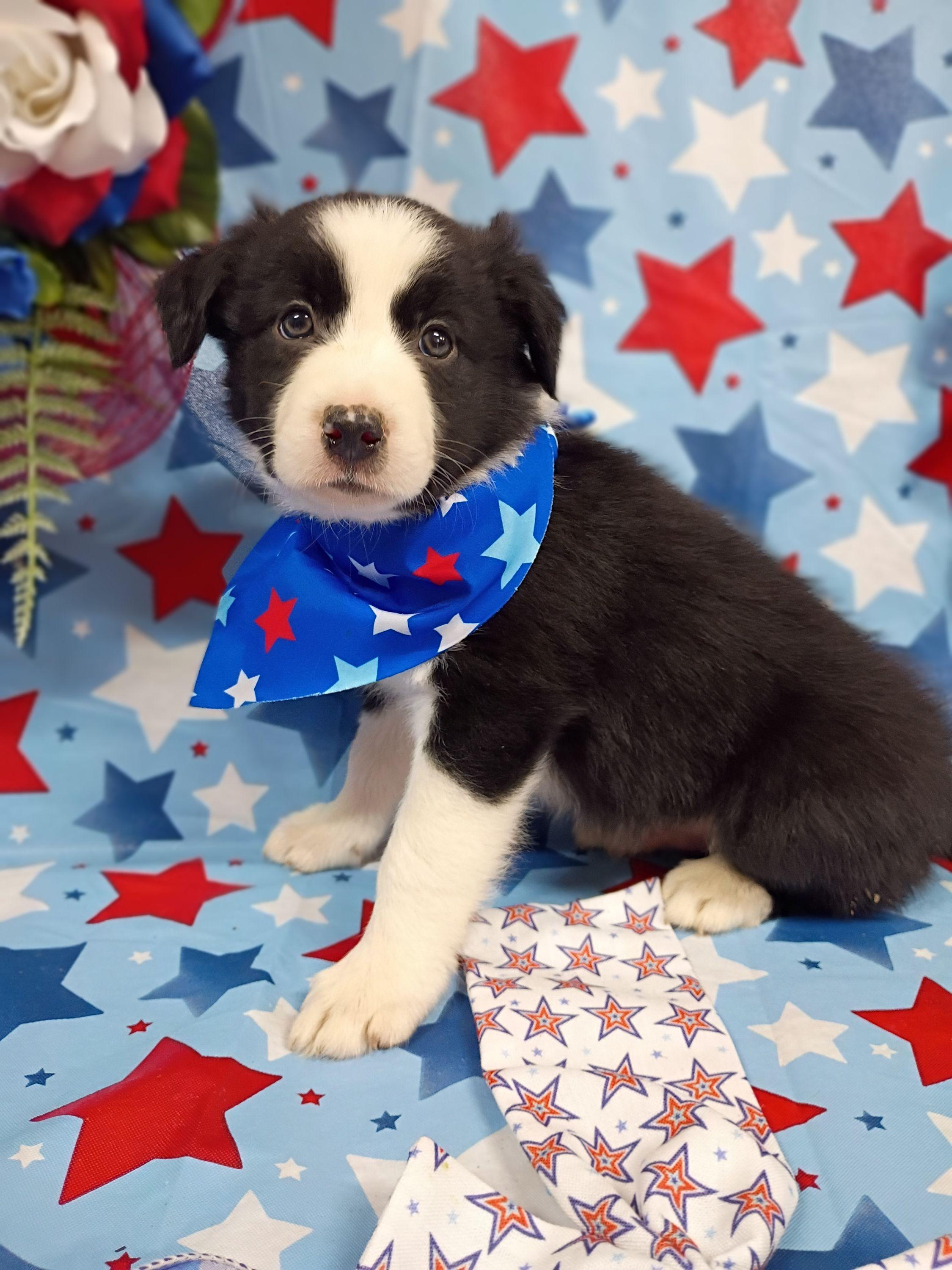 Robin (Ërdën) - Black and white male Border Collie puppy in Max, Nebraska from Stag Valley Homestead