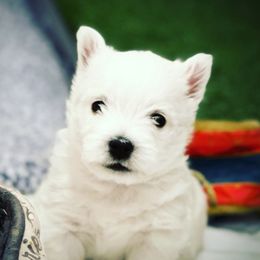 West Highland White Terrier Puppies from Elvador West Highland White Terriers