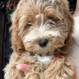 Orange Girl - female Cavapoochon puppy in Clementon, New Jersey from PitterPatterPuppiesNJ