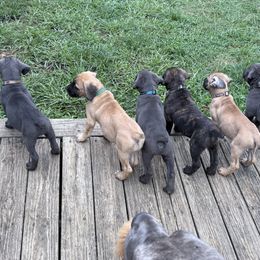 Cane Corso Puppies from Aries Legecy Cane Corso
