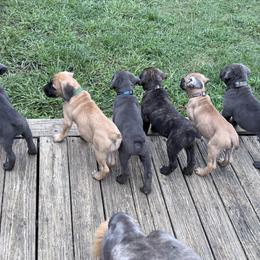 Cane Corso Puppies from Aries Legecy Cane Corso
