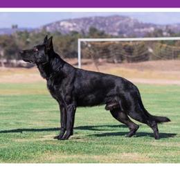 Cerb - German Shepherd