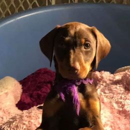 Doberman Pinscher Puppies from Rok'n Dobermans