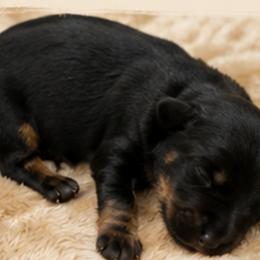Dachshunds from NM Doxie Dugout