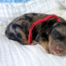 Red collar male - Merle male Bernedoodle puppy in Crete, Illinois from Plum Valley Pups