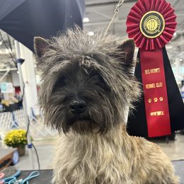 Jordan - Cairn Terrier