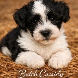 Butch Cassidy - Black and white male Havanese puppy in Kinston, North Carolina from Colhaven Havanese