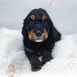 Justice - Phantom female Goldendoodle puppy in California City, California from Summer Sun Doodles