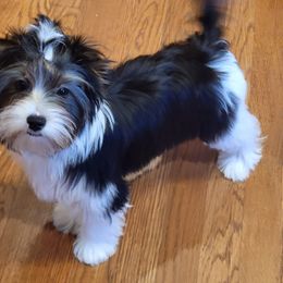 Boy 3 - Biewer Terrier puppy in Chesapeake, Virginia from Bellissima Biewers & Yorkies