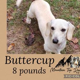 Buttercup - Dachshund