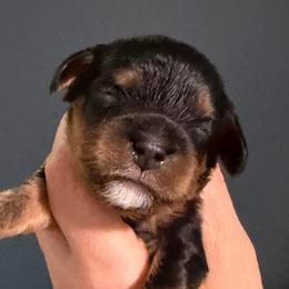 Bt girl 2 - Black and tan female Cavalier King Charles Spaniel puppy in Queen Creek, Arizona from Andresen's Cavaliers