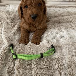 Goldendoodle Puppies from Jozlyn’s Pups