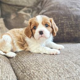 Rooster - Blenheim male Cavalier King Charles Spaniel puppy in Awendaw, South Carolina from Just A Little Cavalier