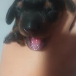 Baby Boy - Black and tan male Dachshund puppy in Michigan from Amberly's Dachshunds
