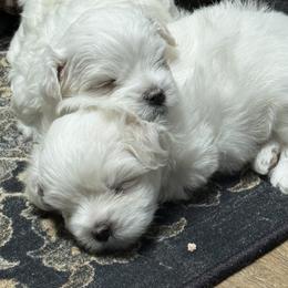 Maltese Puppies from Medhat Samuel