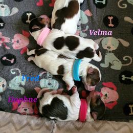 Yorkshire Terrier Puppies from Casey Clan Yorkies