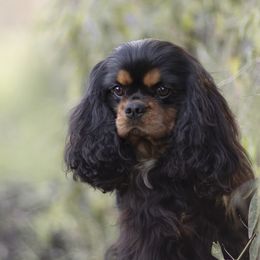 Bond - Cavalier King Charles Spaniel